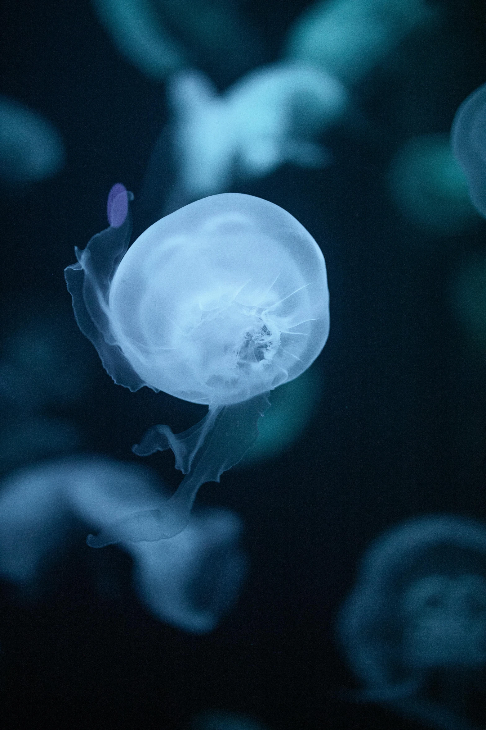 the blue flower is growing through the water