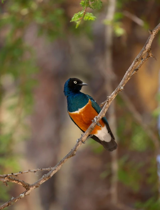 the colorful bird has blue wings on it's back