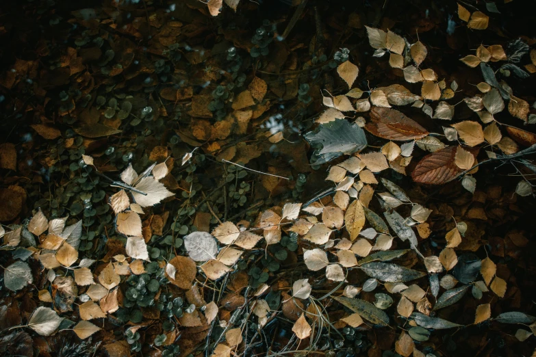 a ground level picture of leaves, rocks and fallen trees