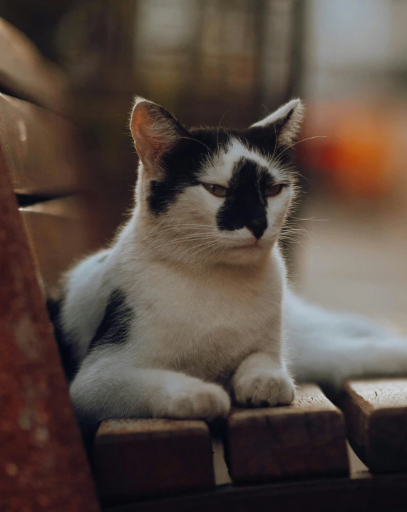 a black and white cat sitting on a bench