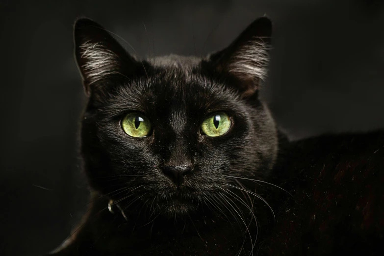 a black cat has bright green eyes and is looking intently into the camera