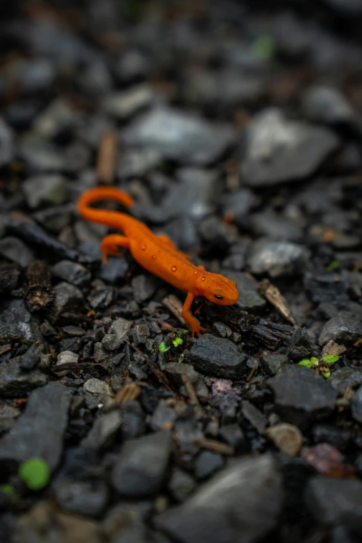 an orange slug with very tiny green on its back