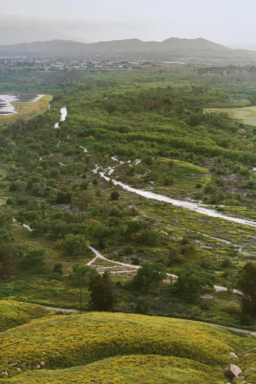 a hill with a forest and green trees