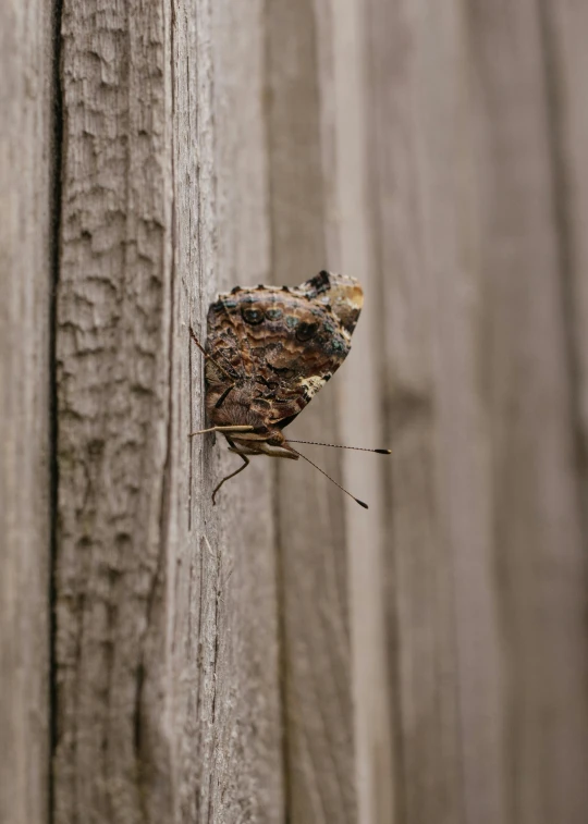 a moth with long legs standing on the wall