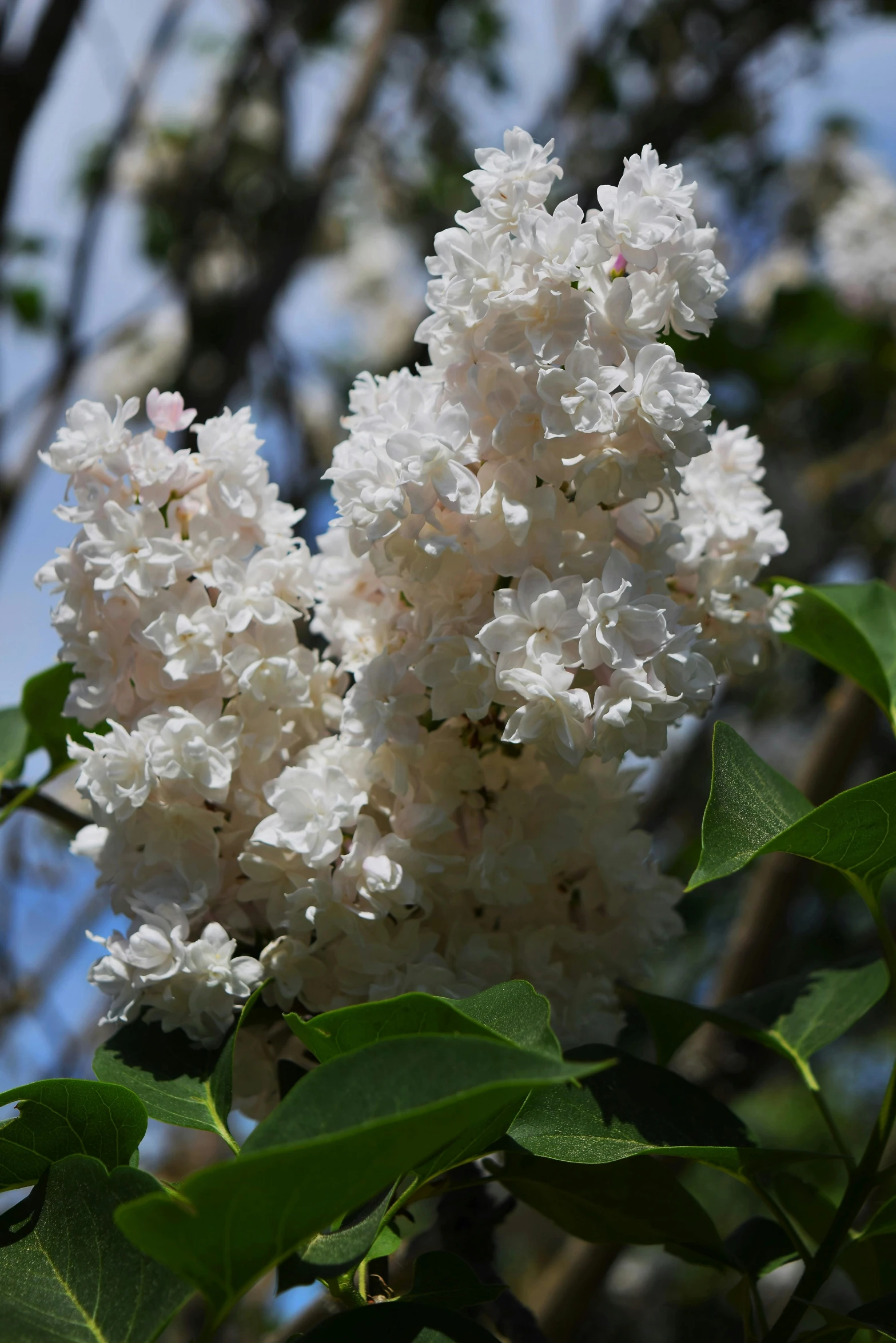 a tree nch with some white flowers in the background