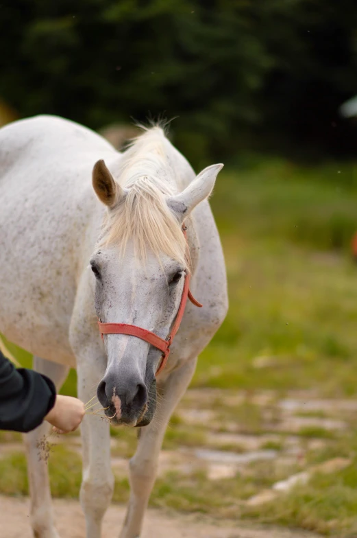 the horse is standing in the dirt road