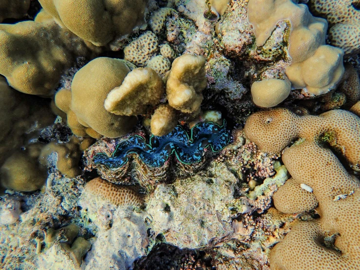 a colorful group of corals on the bottom of a reef