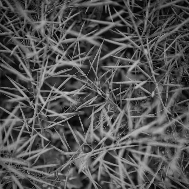 a close up s of small dry plants