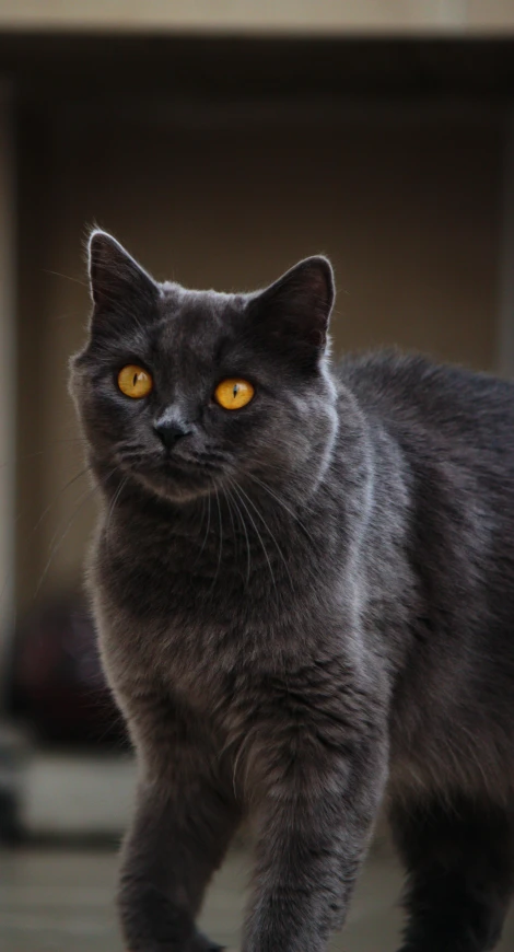 a gray cat with an orange eye looking ahead