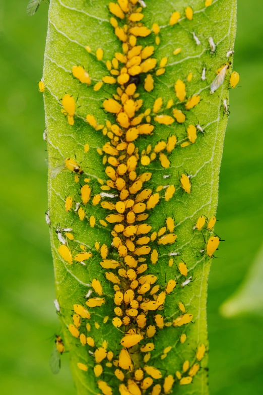 a bunch of yellow bugs are gathered around a green plant