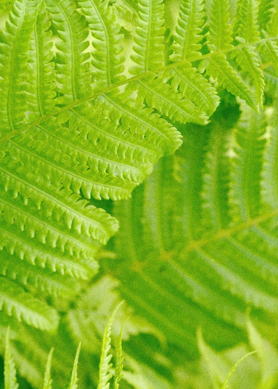 a fern plant's leaves are covered with multiple rows of green leaves