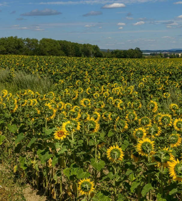 a field of sunflowers in an open field