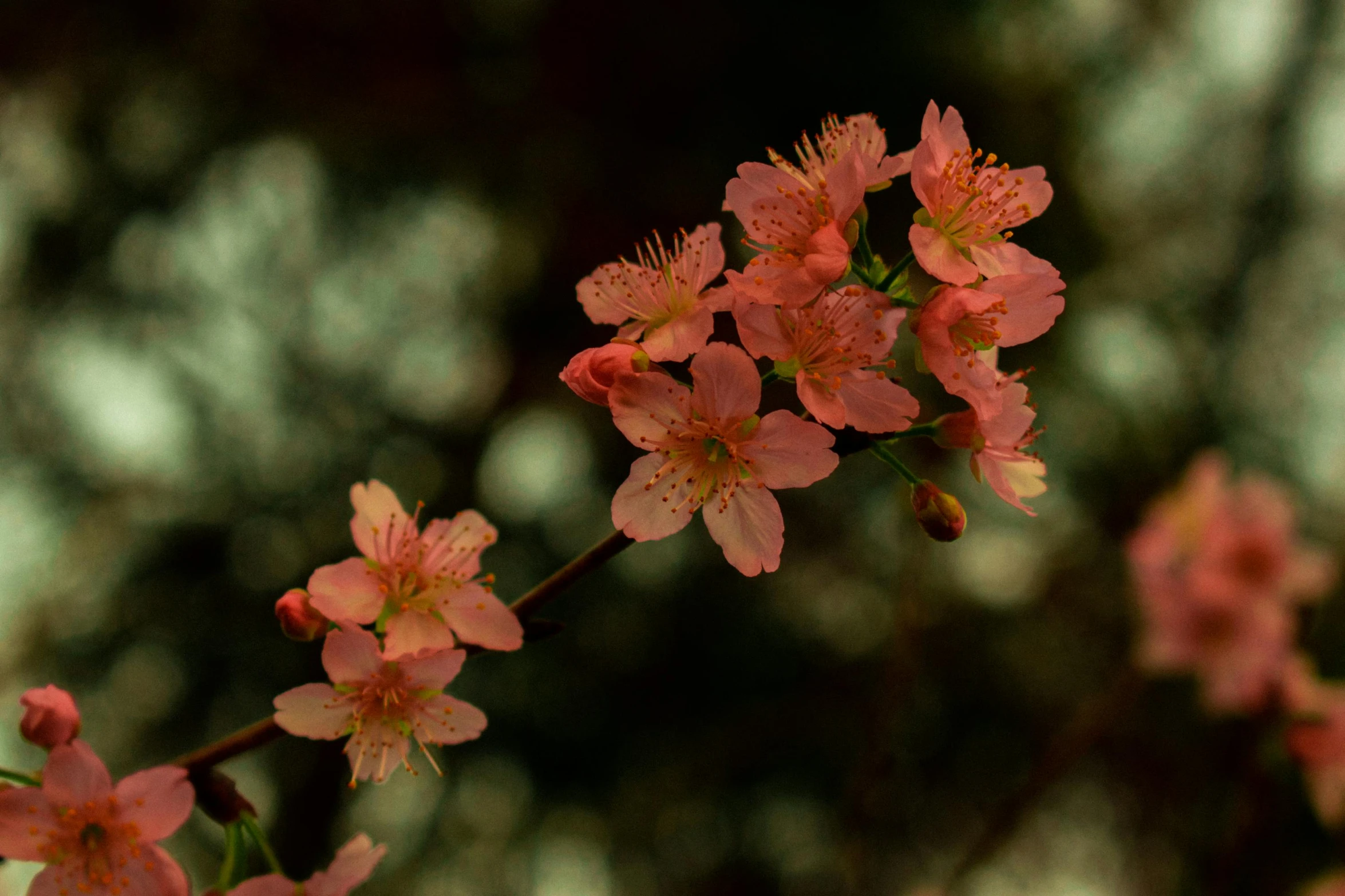 a red and pink flower is on a tree nch