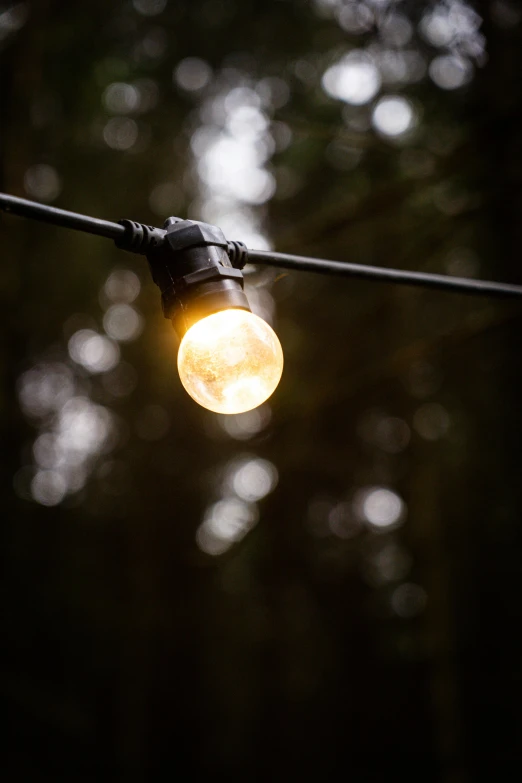 light bulb and wires with trees in the background