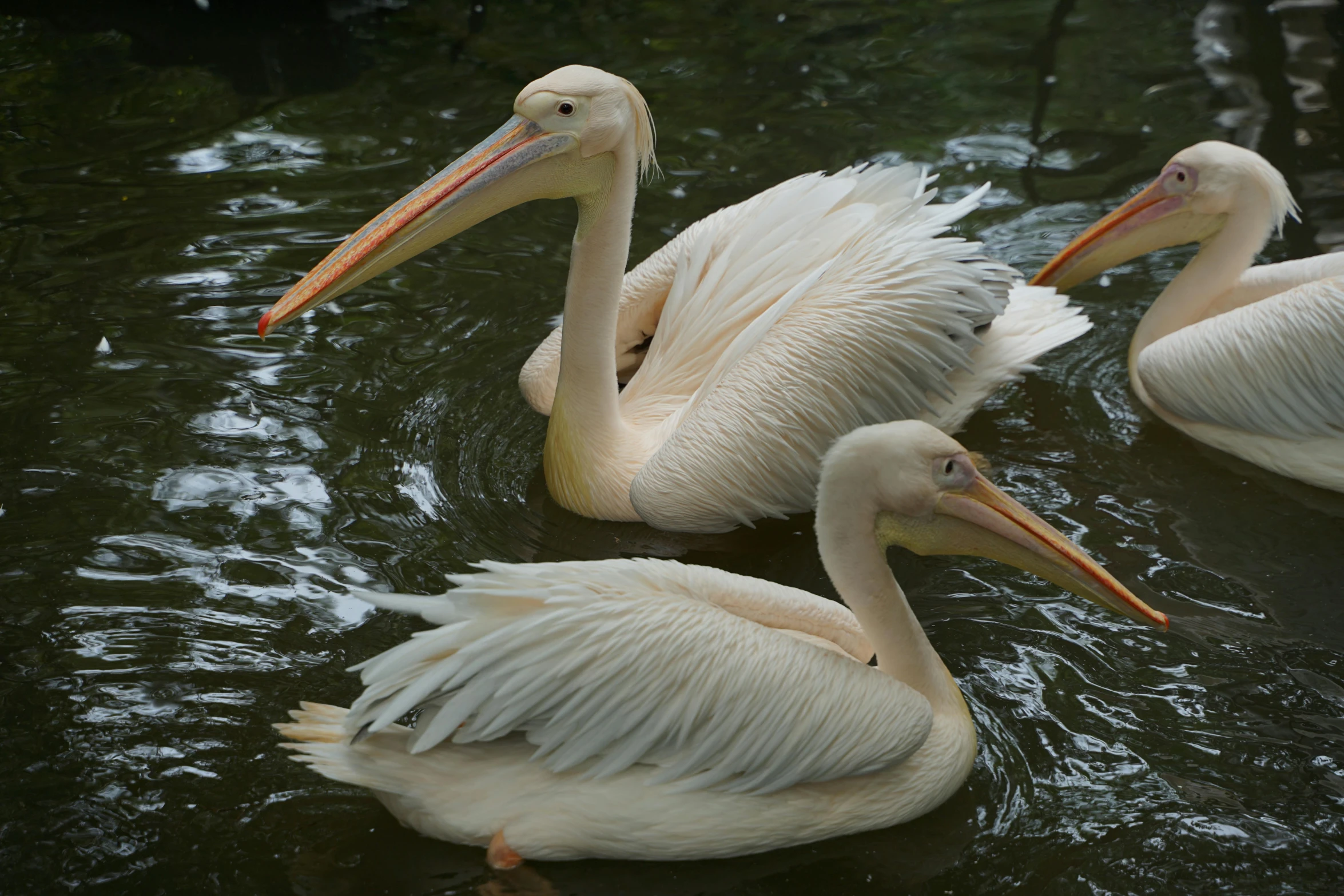 a group of pelicans wading together on the water