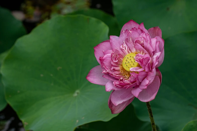 a pink flower growing in between leaves