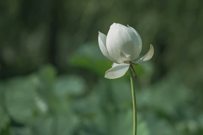 a white lotus flower is blooming in the garden