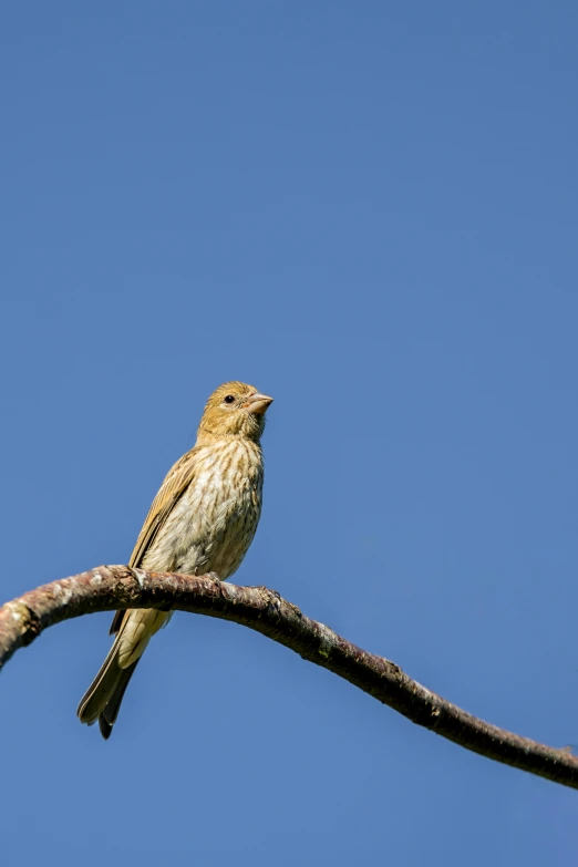 a brown bird is sitting on a thin nch