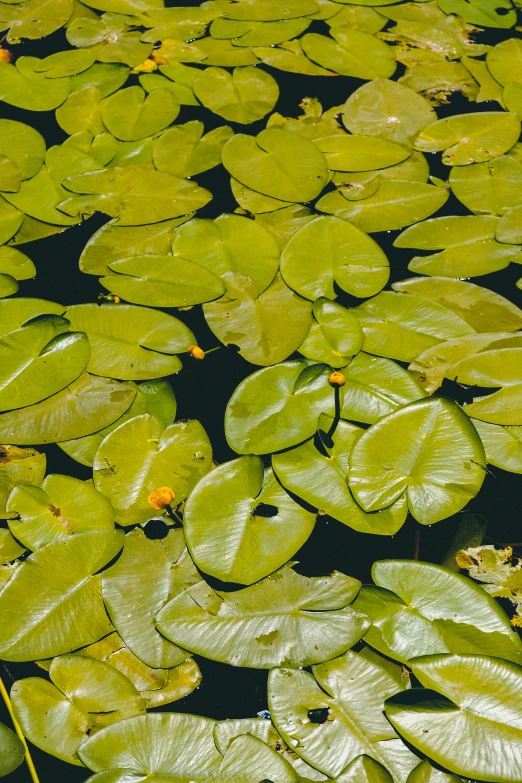 water lilies and leaves floating on top of a pool