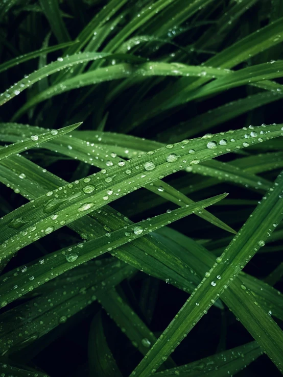 close up view of leaves with water drops on them