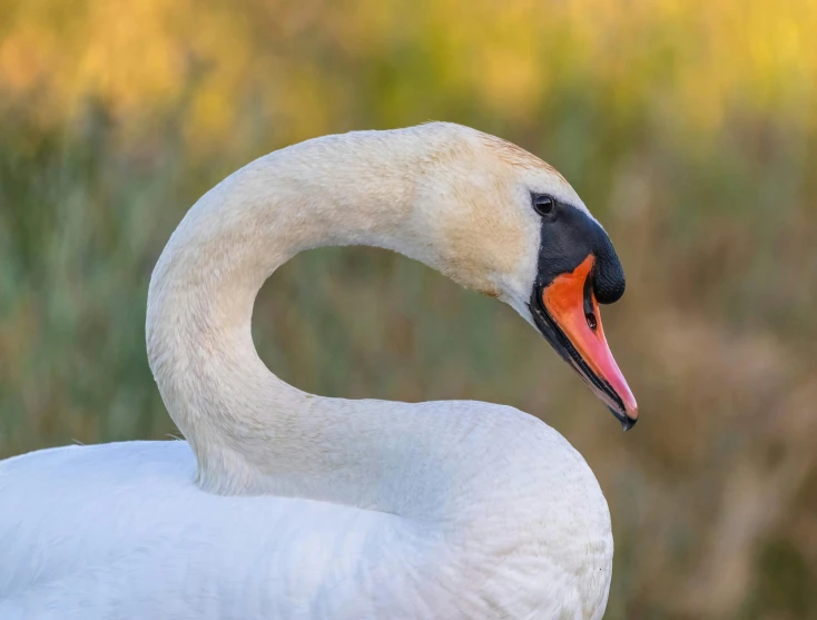 a close up view of the face and neck of a white swan