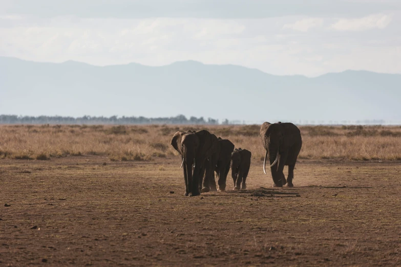 an elephant family crossing a large open field