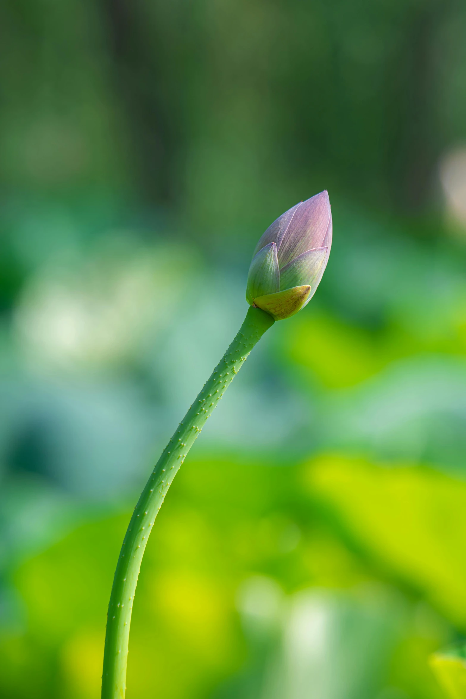 a single budded pink flower is growing from the end of a green stalk