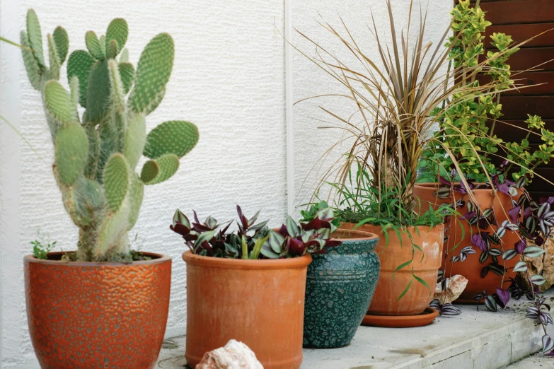 four pots of various plants on a ledge