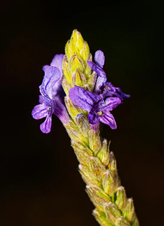 purple flowers on a green stalk with blurry background