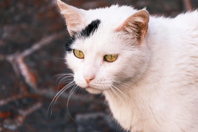 a black and white cat with one green eye staring to the left