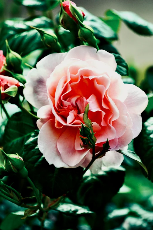 an image of a large pink rose that is blooming