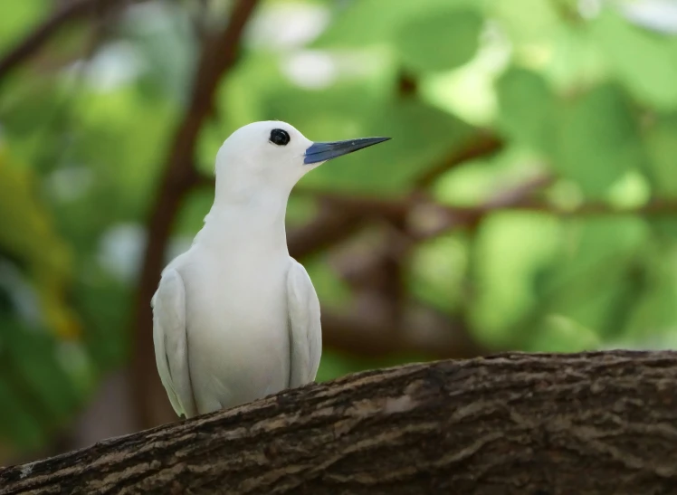 a white bird with black eyes is perched on a nch