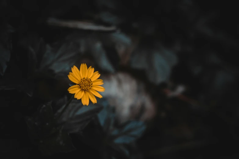 yellow flower in dark colored place with leaves