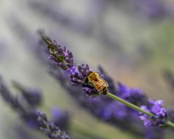 a bee sits on top of lavenders in a field