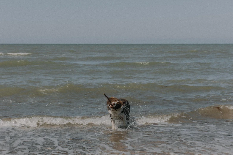 a dog that is in the water with a frisbee