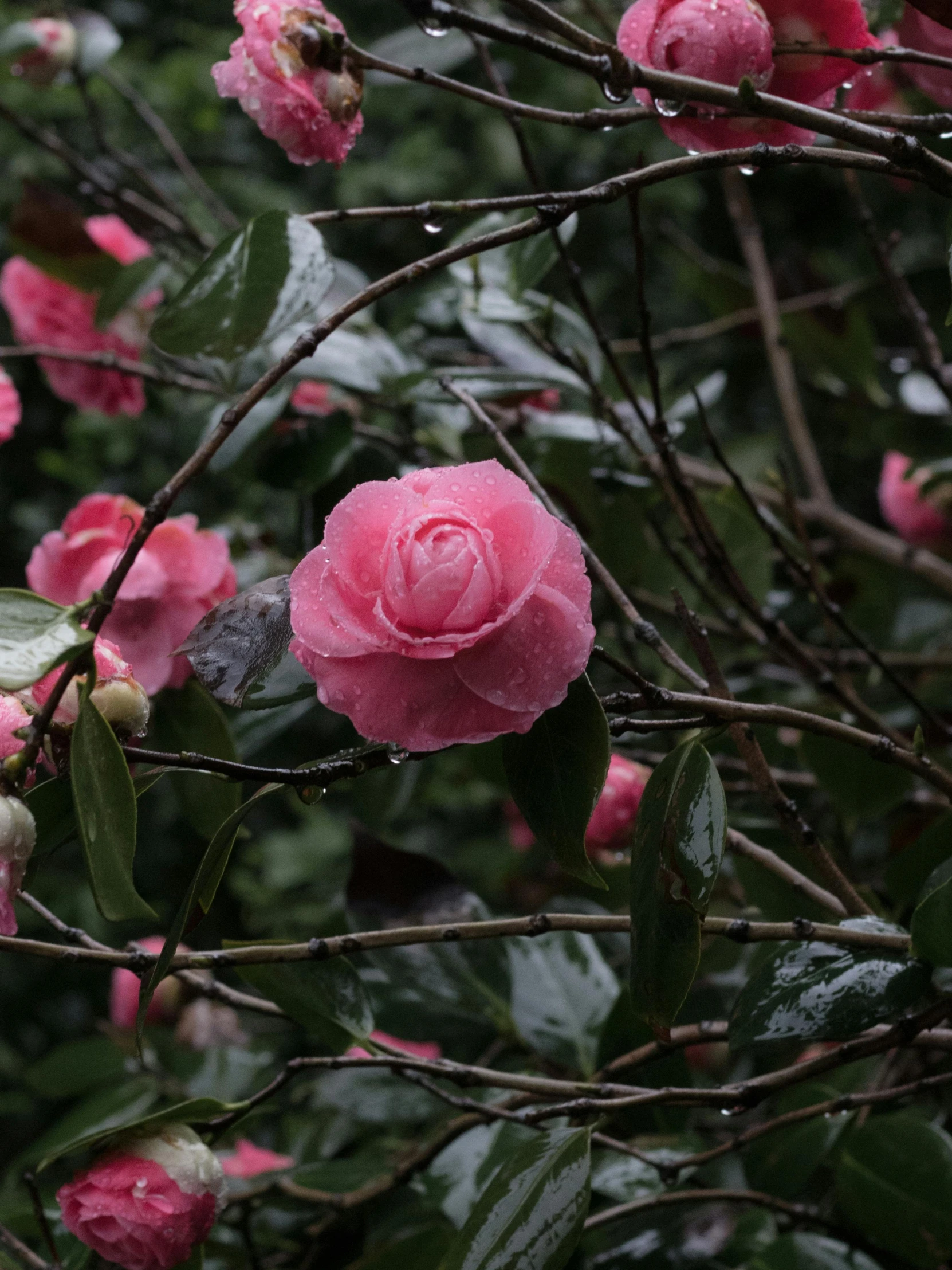 a pink flower sits in the middle of a bush of leaves