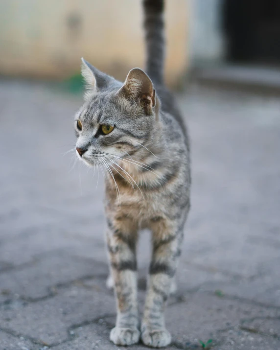 a small grey cat standing on a pavement