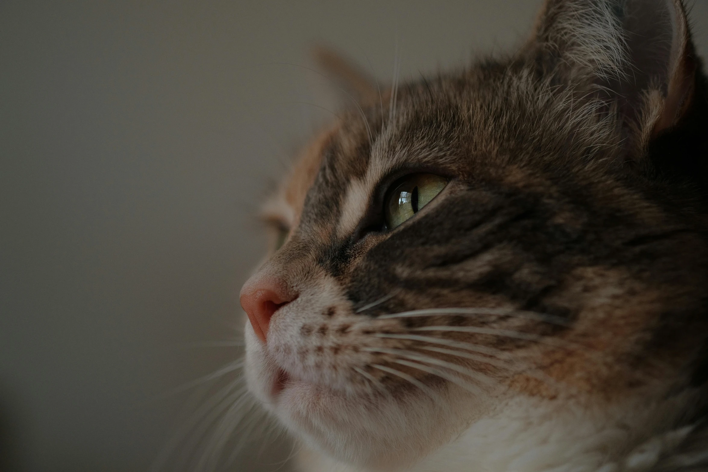 a grey and white cat looks at soing in the distance