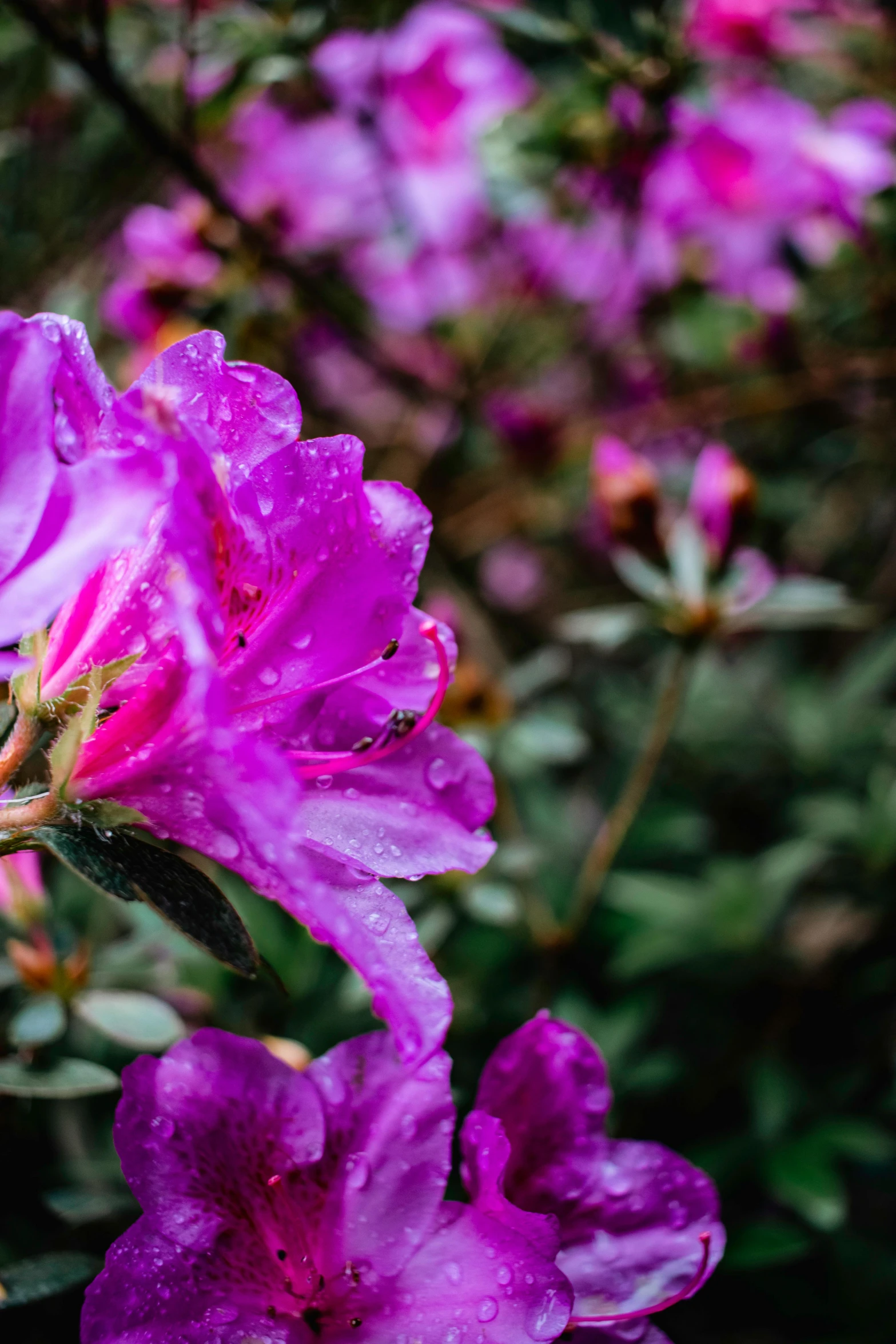 the flowers are beautiful in color and very green