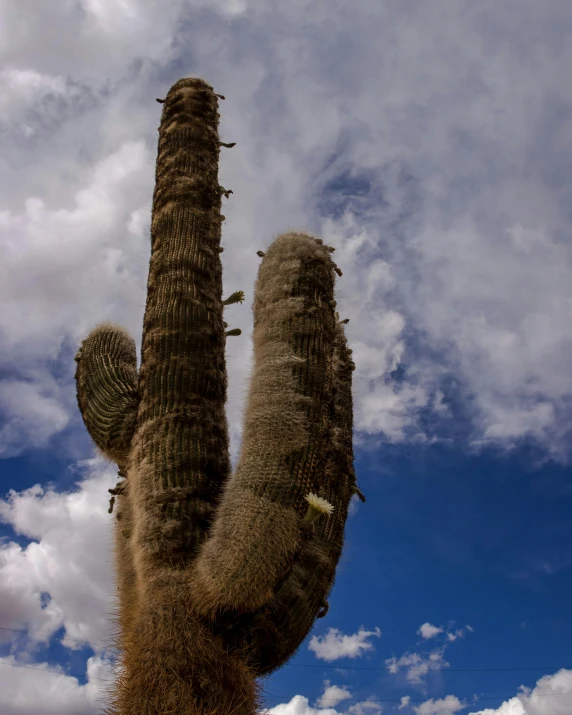 the giant saguado cactus in its natural habitat is standing still