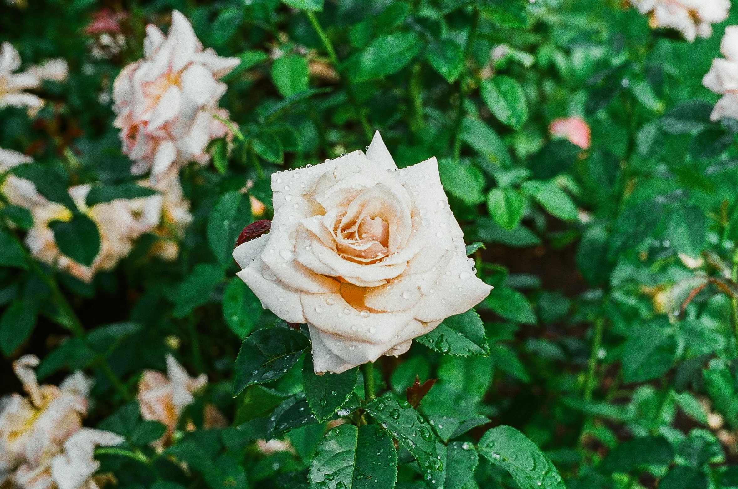 white rose with dew drops on it and green leaves