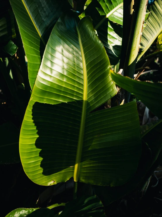 closeup of a green plant on a sunny day