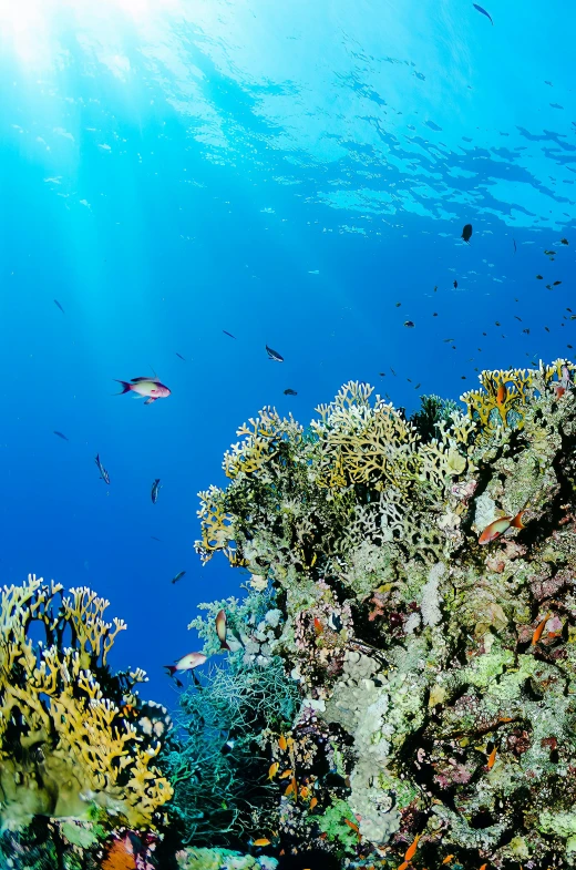 a blue sea with a large group of corals