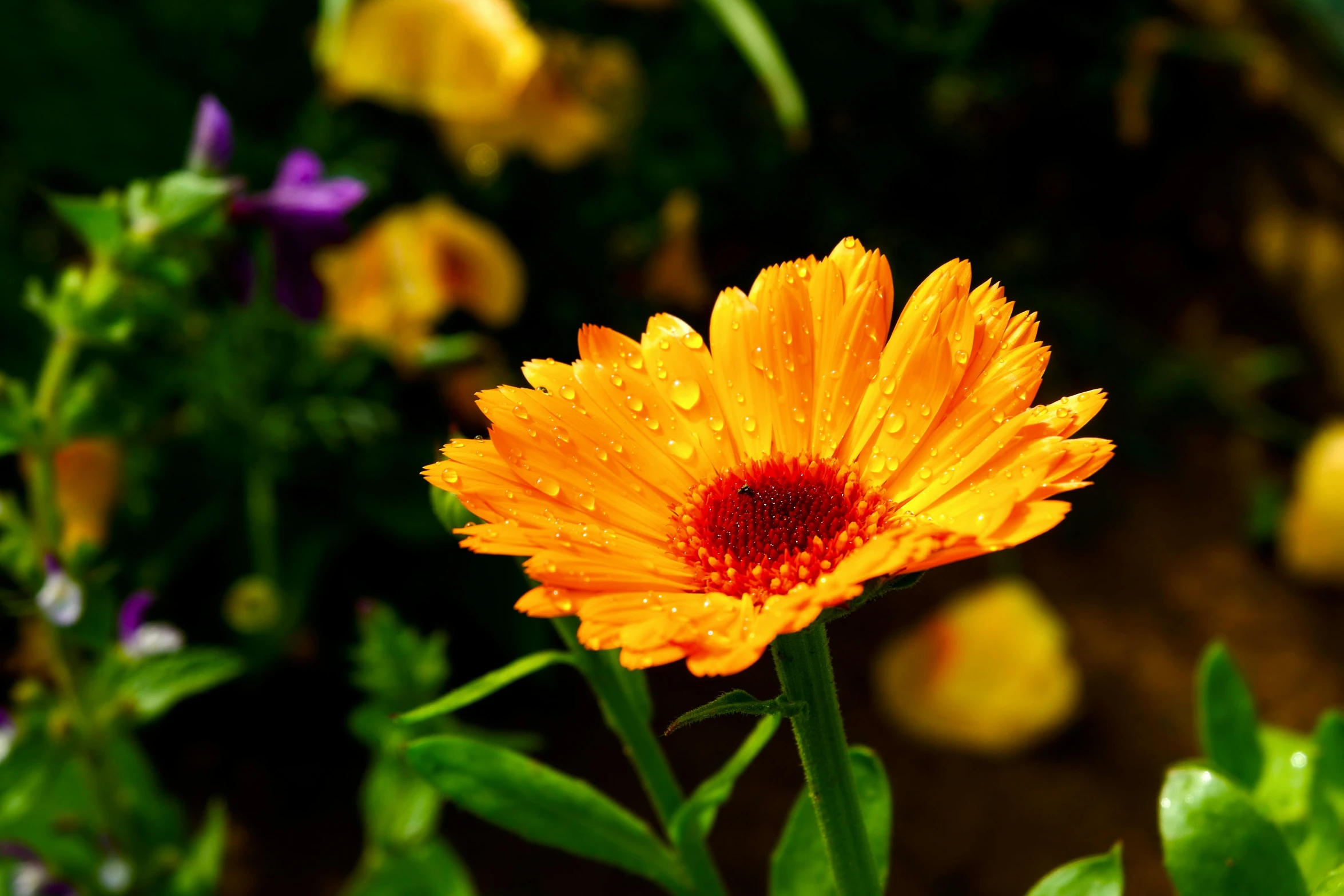 a single flower in a garden filled with water drops