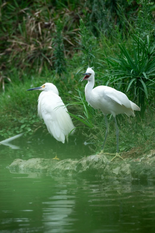 two white birds standing near each other near water