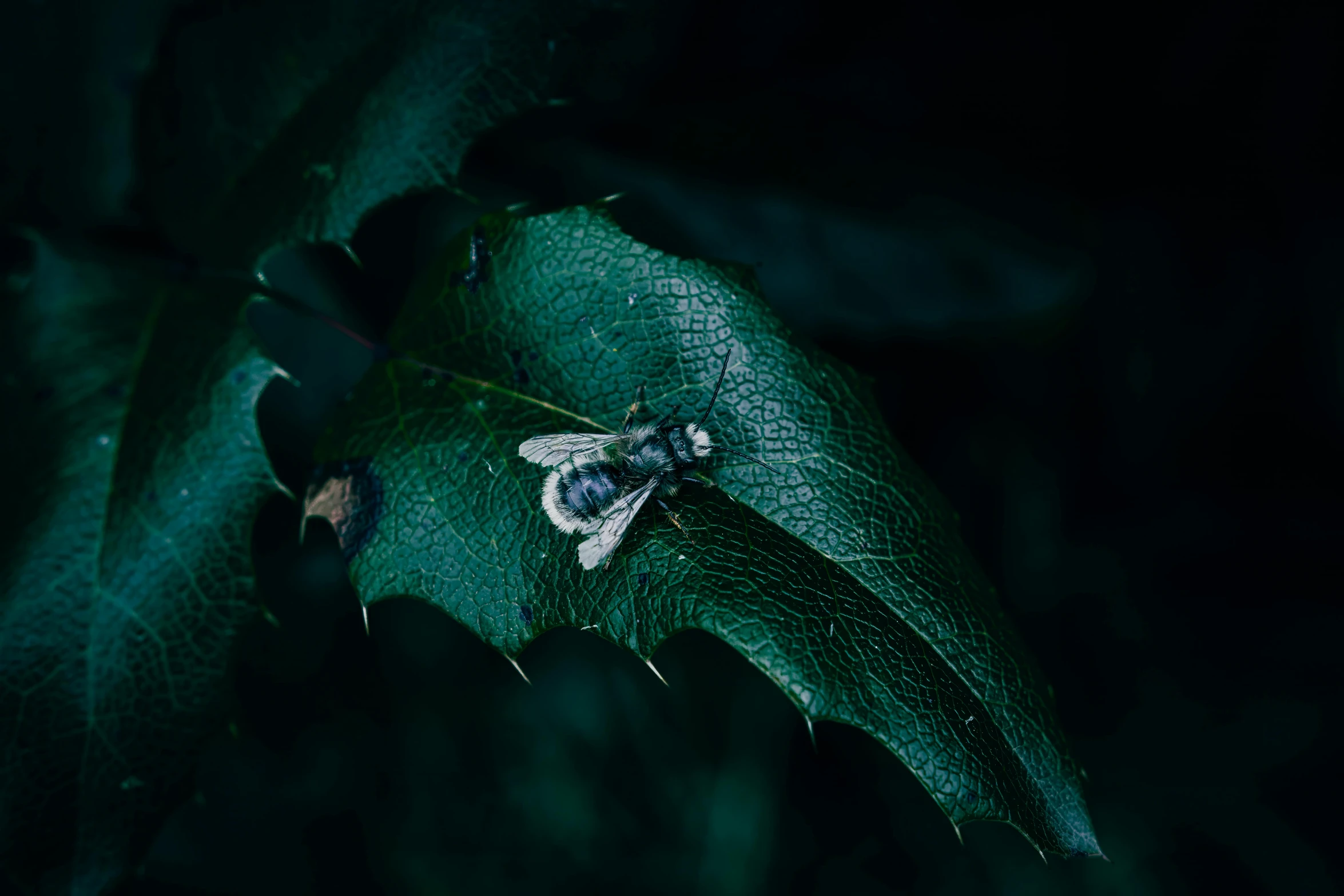 a bum on a leaf, during the day