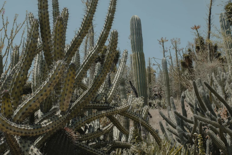 a bunch of cactus plants in the desert