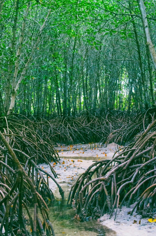 a group of trees in the middle of a forest