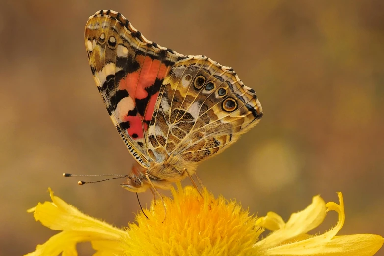 a painted erfly is resting on a dandelion