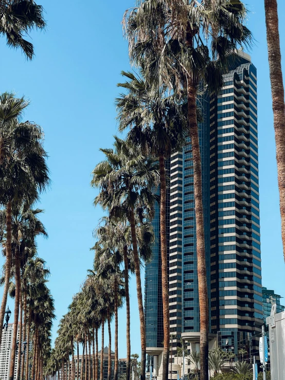 tall palm trees line the sidewalk near the city